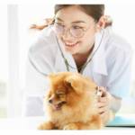犬にワクチン接種は必要？値段や副作用などのお悩みを解決します！