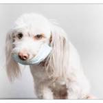 犬アレルギーの症状や原因｜対策や対処法をご紹介
